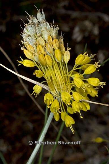 allium flavum 2 graphic